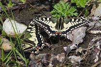  ,  2012 .   Papilio machaon