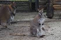 Kaliningrad Zoo, 21/03/2012